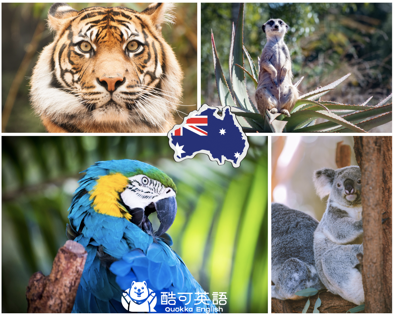 來澳洲打工渡假前，你要知道的10件事| Quokka English 酷可英語